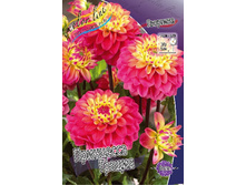 Dahlia Princesse Gracia 56,5�.jpg