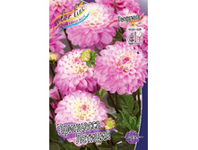 Dahlia Princesse Laetitia 56,5�.jpg