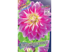 Dahlia Purple Explosion 69,9�.jpg