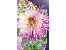 Dahlia Que Sera 59,9�.jpg