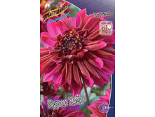 Dahlia Purple Haze 61,2�.jpg