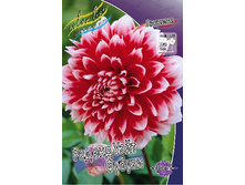 Dahlia Red And White Fubuki 62,6�.jpg
