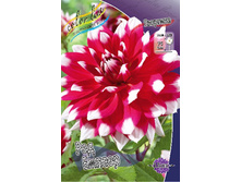 Dahlia Red Empire 58,5�.jpg