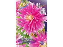 Dahlia Radiance 61,2�.jpg