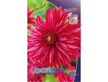 Dahlia Selina 61,2�.jpg