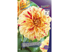 Dahlia Showstopper 61,2�.jpg