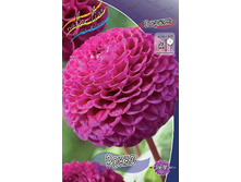 Dahlia Rocco 53,2�.jpg