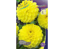 Dahlia Sisa 51,8�.jpg