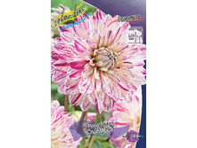 Dahlia Smokey 6+.jpg