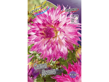 Dahlia Snoho Diane 63,2�.jpg