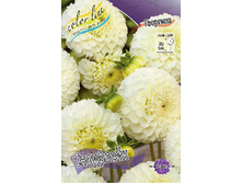 Dahlia Snowflake 53,2�.jpg
