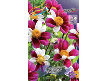 Dahlia Smarty 63,2�.jpg