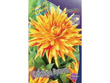 Dahlia Striped Vulkan 63,2�.jpg