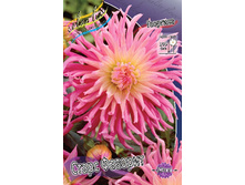 Dahlia Star's Favourite 54,5�.jpg