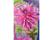 Dahlia Sugar Diamod 61,2�.jpg