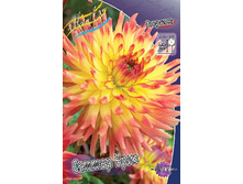Dahlia Summer Breeze 63,2�.jpg