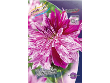Dahlia Taiheijo 69,9�.jpg