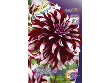 Dahlia Tartan 76,7�.jpg