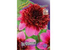 Dahlia The Phantom 62,6�.jpg