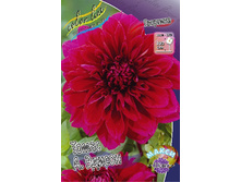 Dahlia Tomas A.Edison 59,9�.jpg