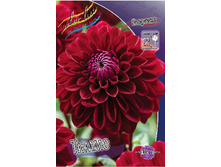 Dahlia Timmo 62,6�.jpg