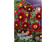 Dahlia Topmix Purple 53,2�.jpg