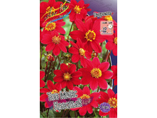 Dahlia Topmix Red 53,2�.jpg