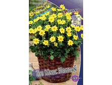 Dahlia Topmix Yellow 53,2�.jpg