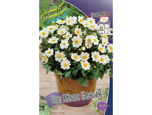 Dahlia Topmix White 53,2�.jpg
