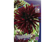 Dahlia Trebbiano 63,9�.jpg