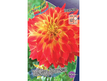 Dahlia Tyler James 63,2�.jpg