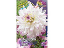 Dahlia Victoria Ann 63,2�.jpg
