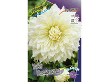 Dahlia White Perfection 55,8�.jpg