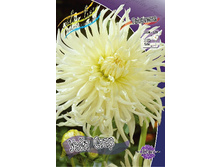 Dahlia White Star 53,2�.jpg