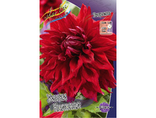 Dahlia Winkie Colonel 59,9�.jpg