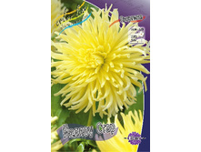 Dahlia Yellow Star 53,2�.jpg