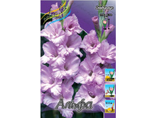 Gladiolus Alpha 10��.  57,2�.jpg