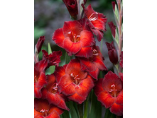 Gladiolus Azurro 10��.  62,4�.jpg
