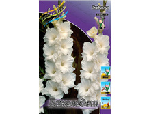 Gladiolus Bangladesh 10��.  57,2�.jpg