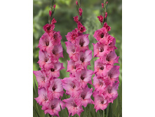 Gladiolus Bartok 10��.  71,6�.jpg
