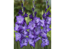 Gladiolus Blue Mountain 10��.  71,6�.jpg