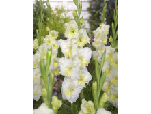 Gladiolus Break A'down 10�� 99�.jpg
