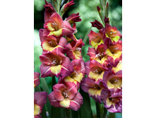 Gladiolus Brescia 62,4� 10��..jpg