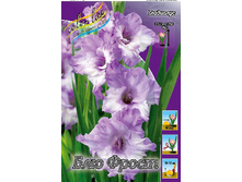 Gladiolus Blue Frost 10��.  57,2�.jpg