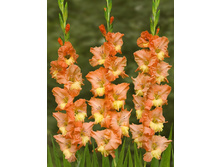 Gladiolus Caramelo 10��.  71,6�.jpg