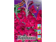 Gladiolus Cardinal 10��.  57,2�.jpg