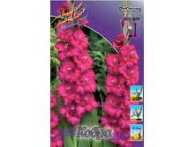 Gladiolus Cobra 10��.  57,2�.jpg
