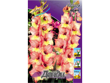 Gladiolus Dandy 10��.  62,4�.jpg
