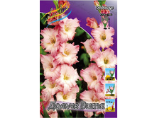 Gladiolus Dolce Vita 10��.  57,2�.jpg