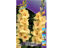 Gladiolus Lopez 58,5�. 10��..jpg
